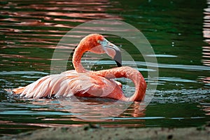 Pink Caribbean flamingo bathing in the water during daytime
