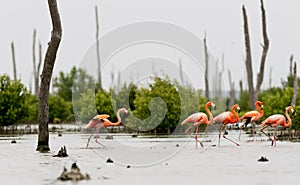 The pink Caribbean flamingo goes on water.