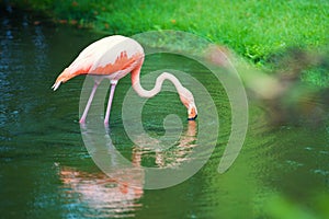 The pink Caribbean flamingo goes on water. Pink flamingo goes on a swamp