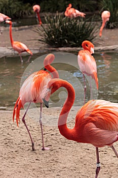 Pink Caribbean flamingo Phoenicopterus ruber