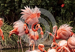 Pink Caribbean flamingo, Phoenicopterus ruber