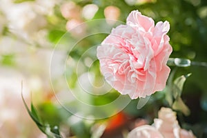 Pink carnation