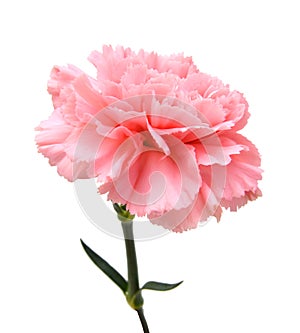 Pink carnation