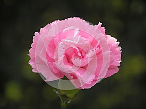 Pink carnation