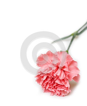 Pink carnation