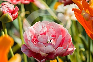 Pink carnation blooming in a flower bed at the Frederik Meijer gardens