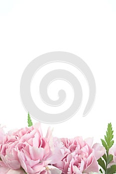 Pink carnation border