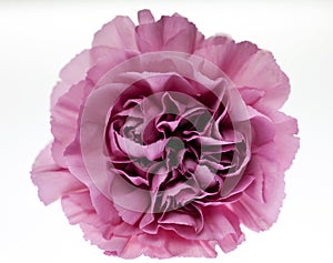 Pink Carnation close-up