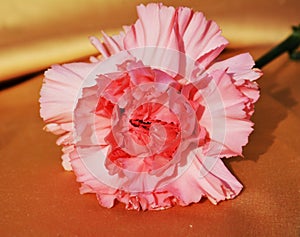 Pink Carnation, close-up