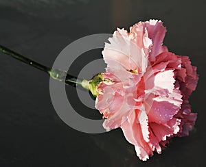 Pink carnation, close-up