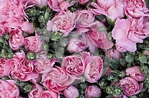 Pink Carnation Cluster