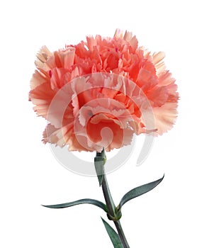 Pink carnation flower