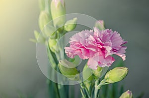 Pink Carnation Flower