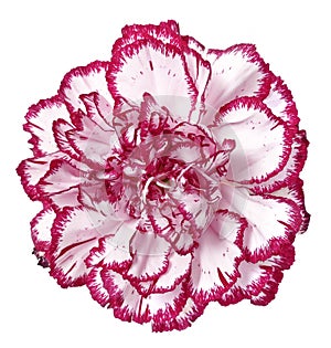 Pink carnation flower