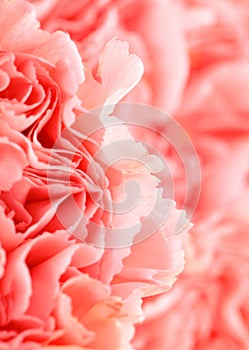 Pink carnation flower