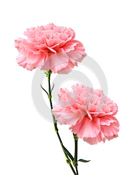 Pink carnation flower