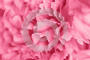 Pink carnation flower. Abstract nature background.