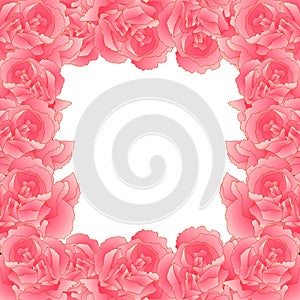 Pink Carnation Flower Border, Dianthus caryophyllus - Clove Pink. National flower of Spain, Monaco, and Slovenia. Vector