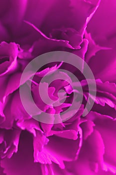 Pink carnation flower close-up. Macro, soft focus,out of focus. Abstract floral background.Vertical photo photo