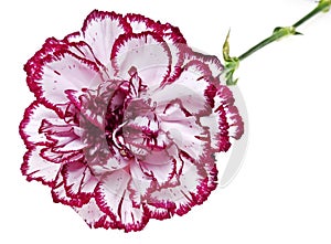 Pink carnation flower in detail