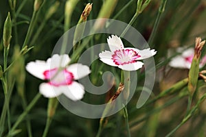 Pink Carnation Flower, Dianthus Caryophyllus,