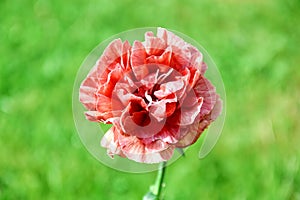 Pink Carnation Flower Dianthus Caryophyllus