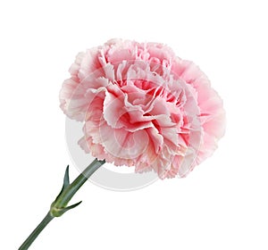 Pink Carnation Flower