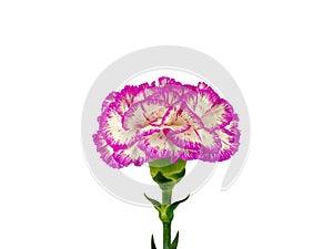 Pink carnation flower head with leaf