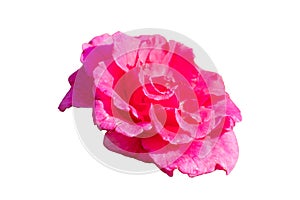 Pink carnation flower isolated on white background