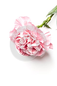 Pink carnation flower isolated on white photo