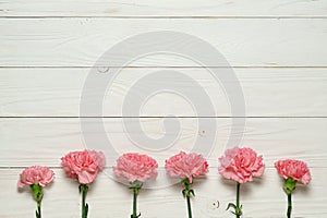 Pink carnation flower on white wood border background