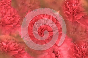 Ružový karafiát kvety 