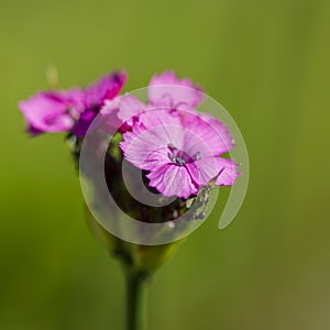 Pink carnation flowers on a blurred green background.