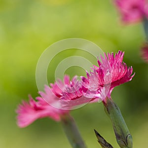 Pink carnation flowers on a blurred green background.