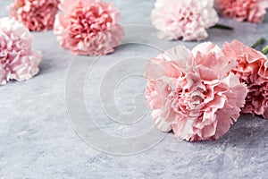 Pink carnation flowers on cement floor