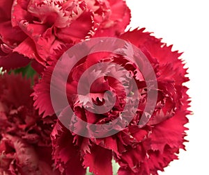 Pink carnation flowers Dianthus caryophyllus photo