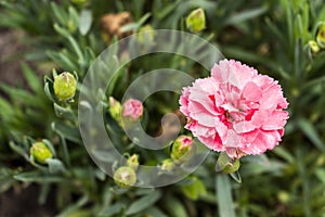 Pink carnation flowers. Macro photo.