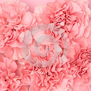 Pink carnation flowers texture. Floral background.