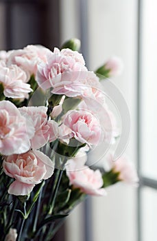 Pink carnation flowers by the window..