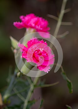 Pink carnation garden flowers