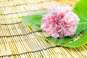 Pink carnation and green leaf on bamboo background