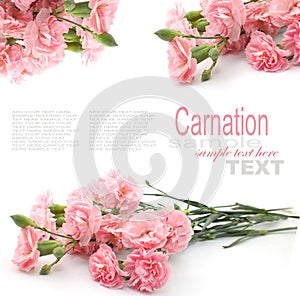 Pink carnation