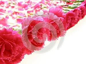 Pink carnations