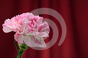 Pink carnations.