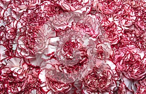 Pink carnations background