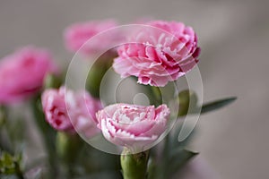 Pink carnations close up