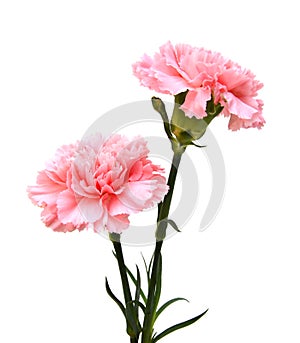 Pink carnations flower