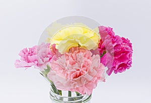 Pink carnations flower for Mother`s day