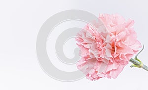 Pink carnations flower for Mother`s day