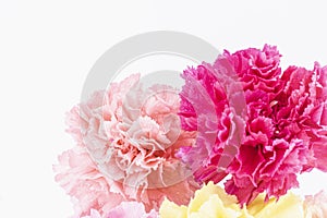 Pink carnations flower for Mother`s day